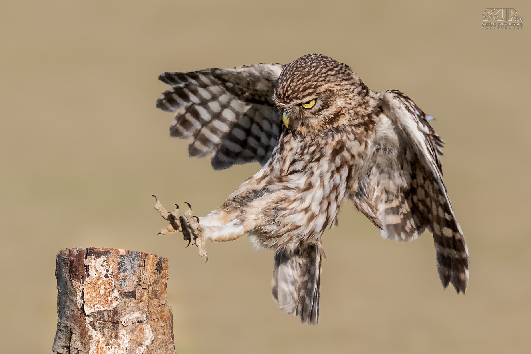 Landende steenuil Steenuil / Little owl ./ Athene noctua Stefan Cruysberghs